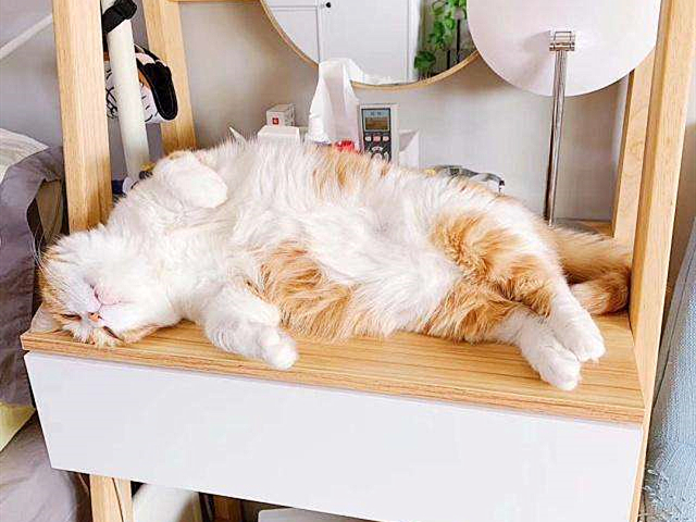 橘猫陪着主人,橘猫留学