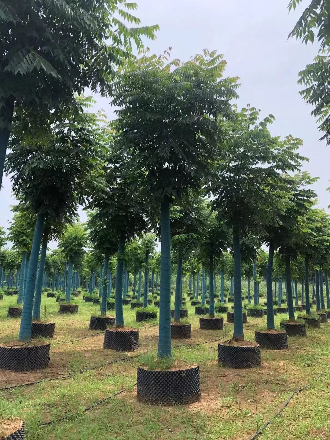 郑显华：显豁知幽抱，华顶望山高