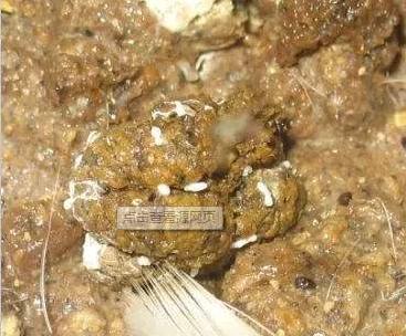 腺胃炎的发病原理,胃炎引起头疼吃什么药