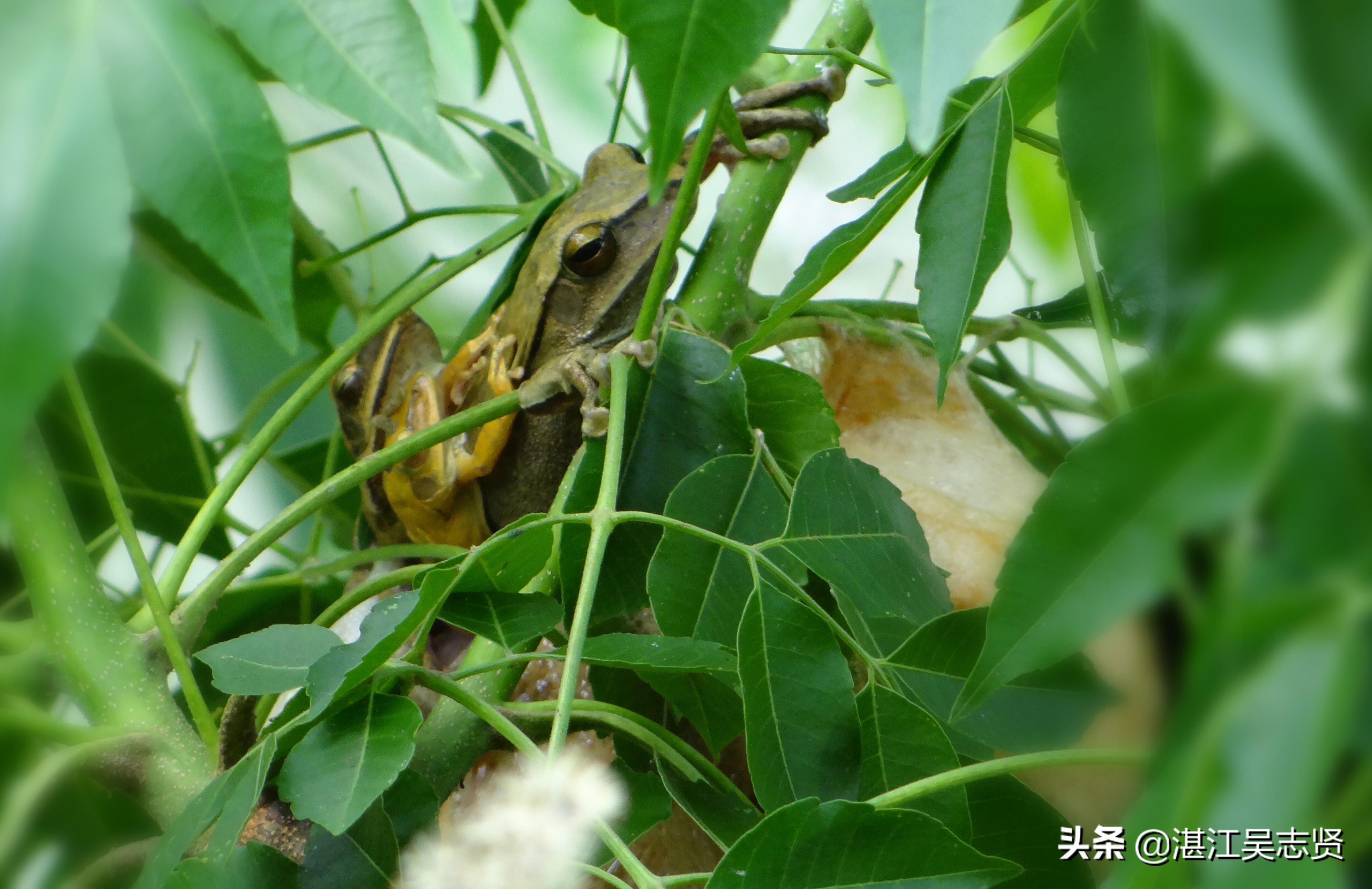 林蛙繁衍方式,什么蛙在树上繁殖