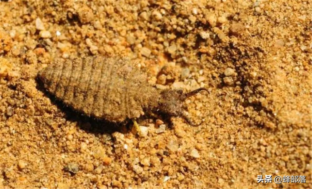 8000元一斤的“沙王八”，专吃肉却连肛门都没有，屎去哪了？