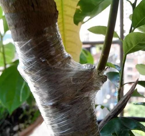 别把“嫁接”想得太苦太难，掌握6个窍门，它可是很好玩的活儿