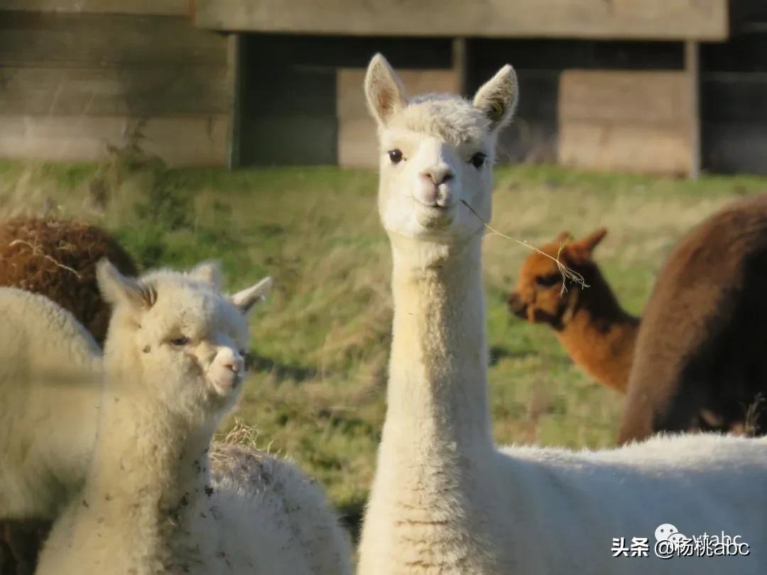 带你看新西兰风景,去看一次新西兰风景
