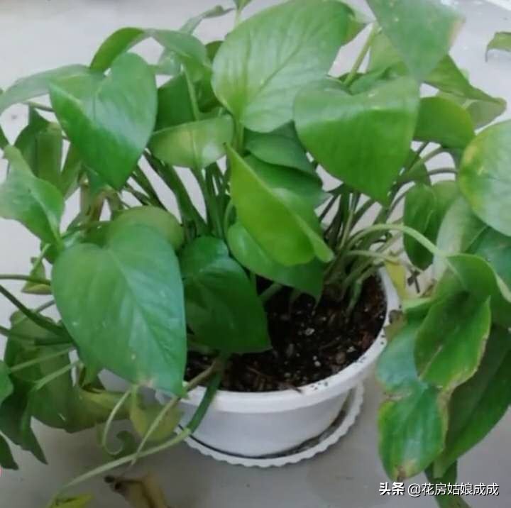 绿萝在长期阴暗环境下下垂打蔫,绿萝叶子下垂发蔫及时补救方法