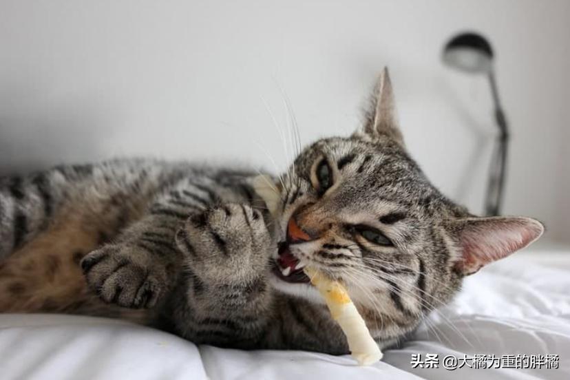 没到饭点就饿怎么回事,没到饭点肚子饿怎么办