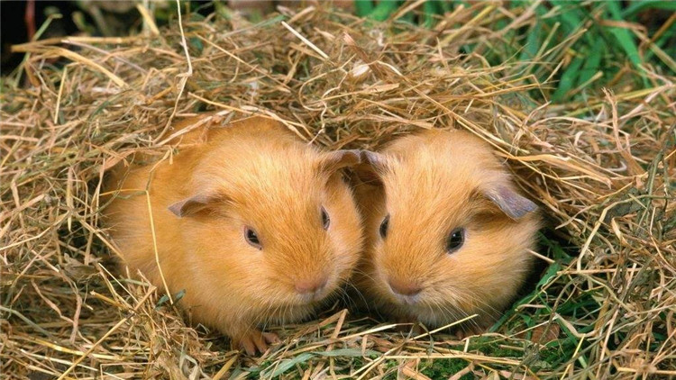 怎么才能让仓鼠停止咬笼子,怎样不让仓鼠招虫子