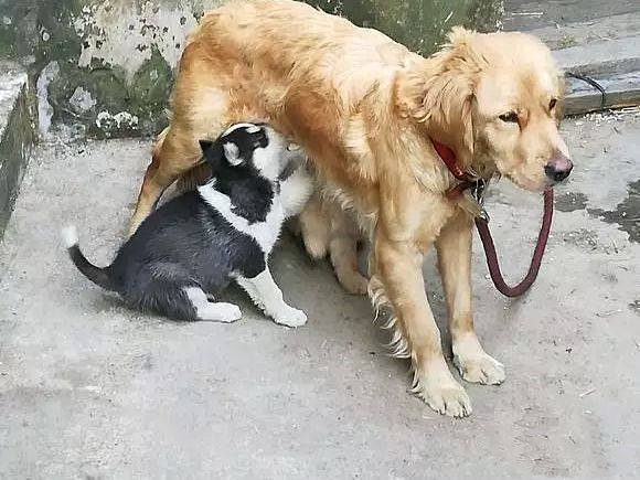 金毛正在喂奶,邻居却发现混入只不明生物,看清后直言要收费