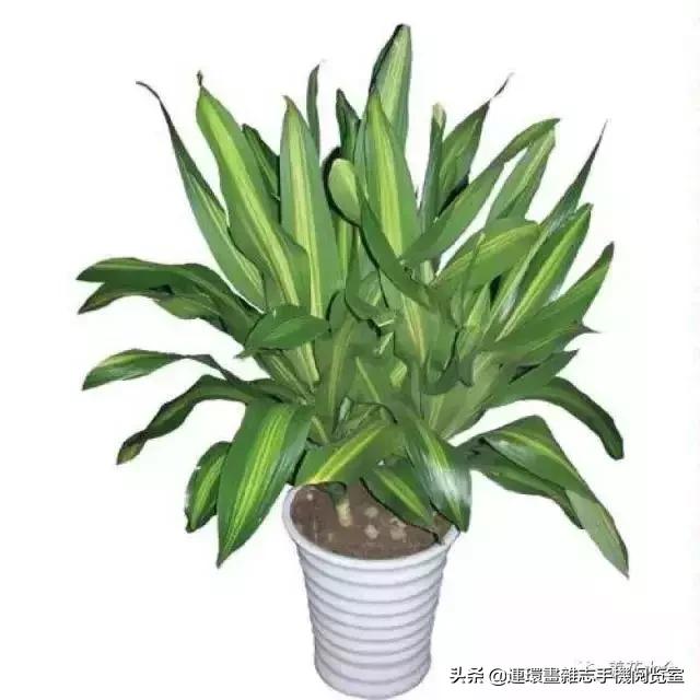 100种常见花卉植物图谱,100种花卉素描图谱