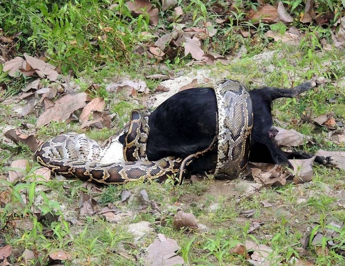 40斤大蟒蛇潜入村民养殖场,60斤巨蟒可以吞下人吗