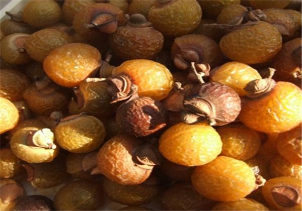 无患子适合什么地方种植,无患子种植适合新疆吗