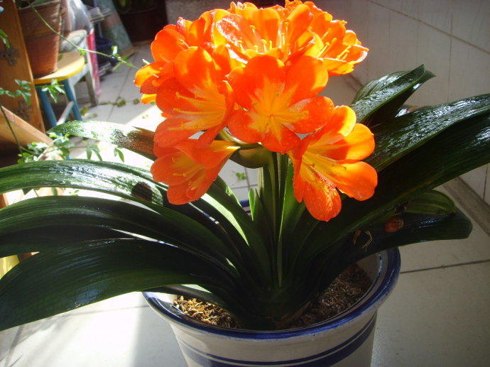 购买优质君子兰小苗,买纯红色君子兰