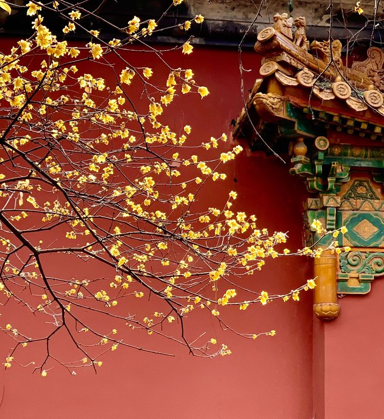 不惧严寒,不惧严寒静待春暖花开