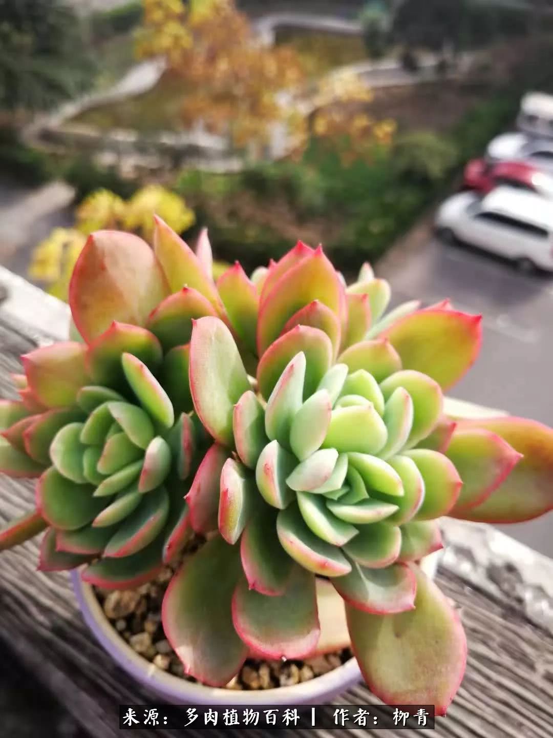 从入卡坑一个月到入卡坑三年,从入坑到现在所有品种开花图