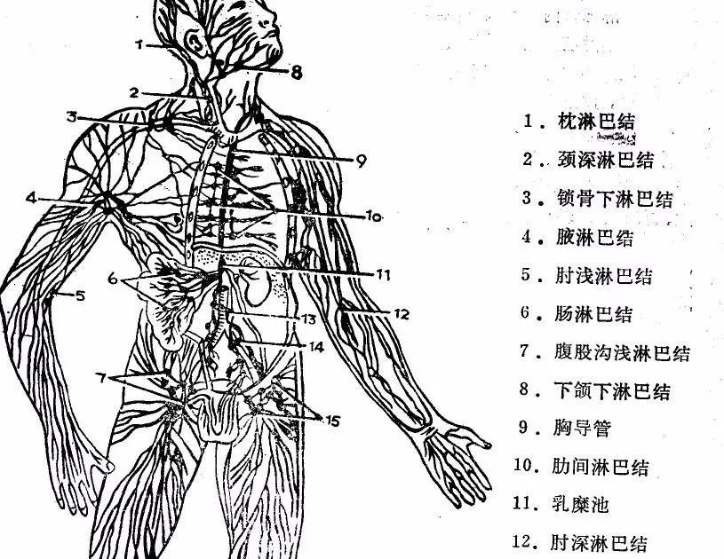 脖子上的“小肿块”——淋巴结肿大怎么办？
