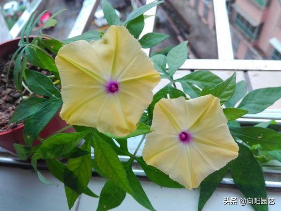 閲庣敓鍠囧彮鑺卞彲浠ュ湪鑺辩泦閲屾牻绉嶅悧,閲庡鍠囧彮鑺卞甫鍥炲鐩嗘牻