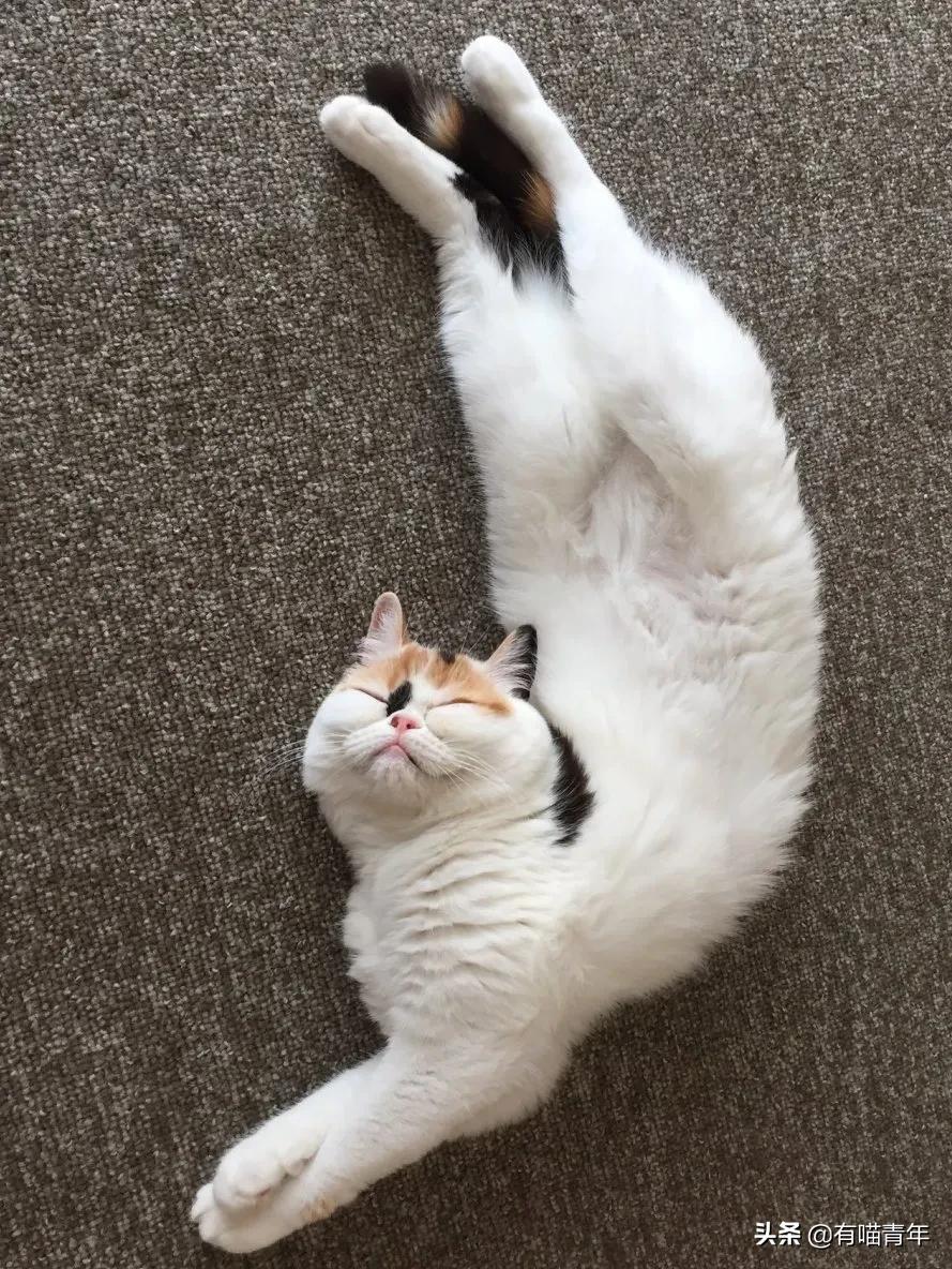 众所周知猫是液体吗,众所周知猫都是液体