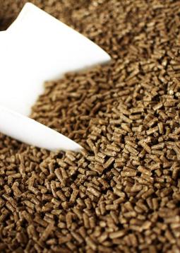 山羊养殖：不同类别的饲养管理，种公羊的管理要注重劳逸结合