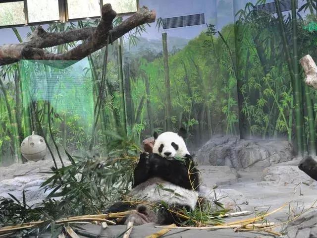 一日长隆野生动物园旅游攻略,暑假去长隆野生动物园自由行攻略