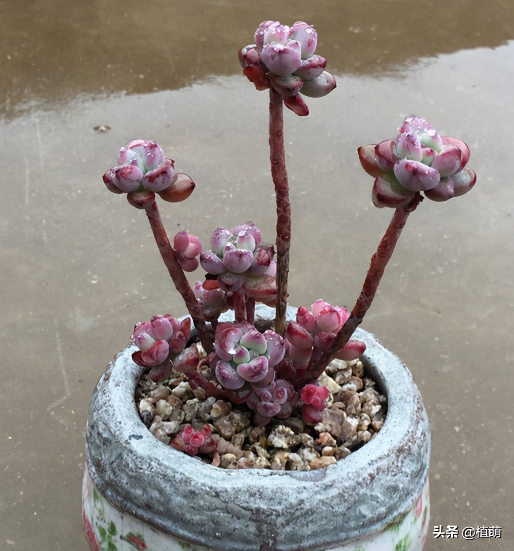 “徒神”多肉汤姆漫画，也有逆袭的一天