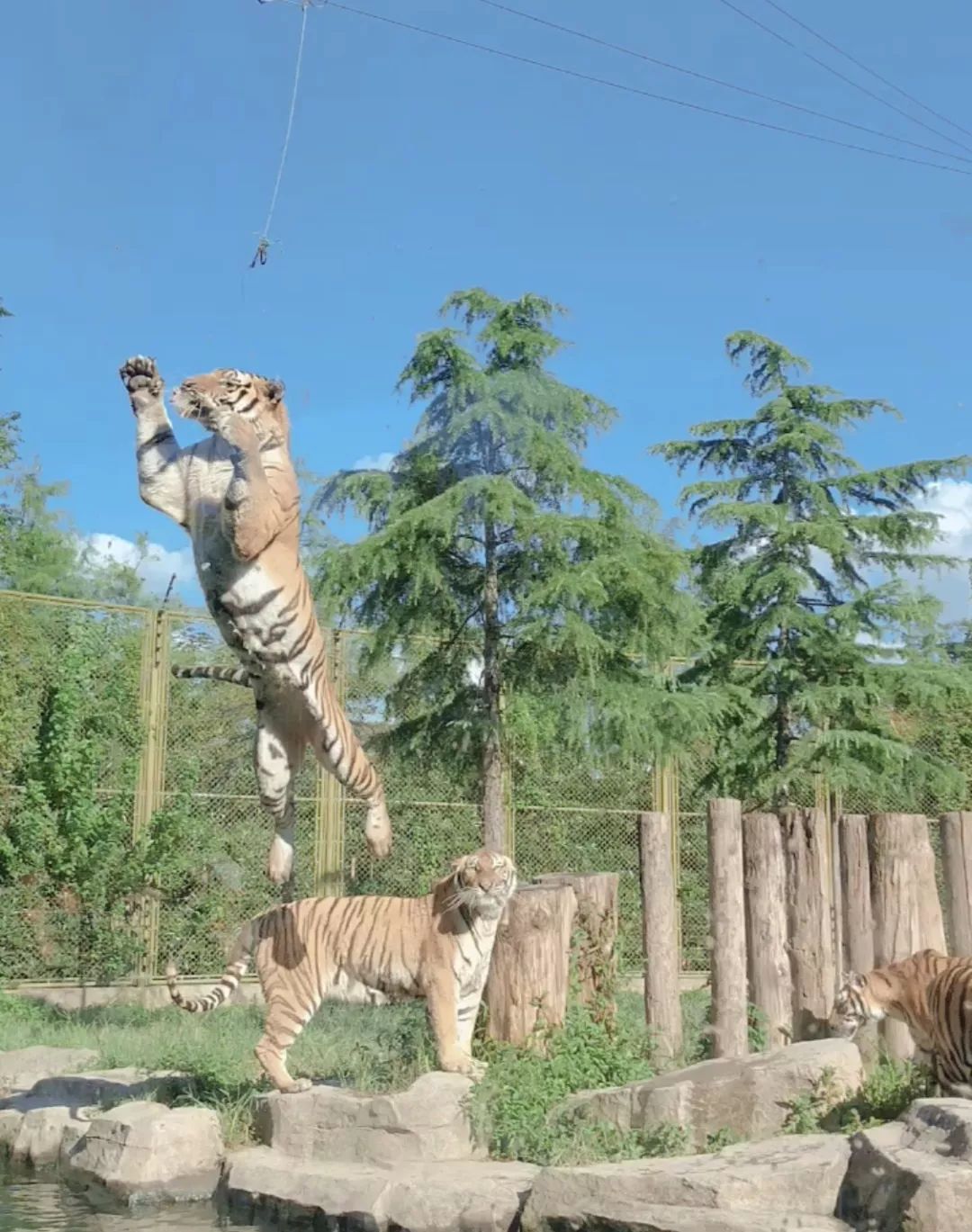 上海动物园打卡攻略,上海野生动物园的旅游路线示意图