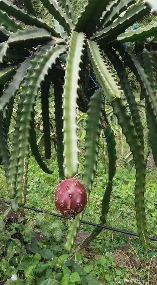 燕窝级火龙果,燕窝果海南火龙果