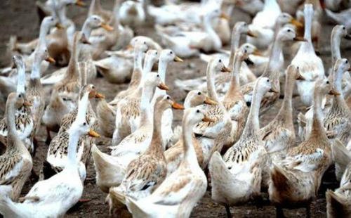 影响产蛋率的因素,蛋鸭产蛋期怎样控料