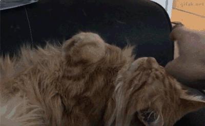 搞笑gif图来袭看一次笑一次,搞笑gif开心一刻