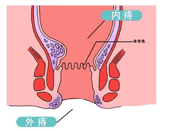动物不擦屁股会难受吗,动物不擦屁股