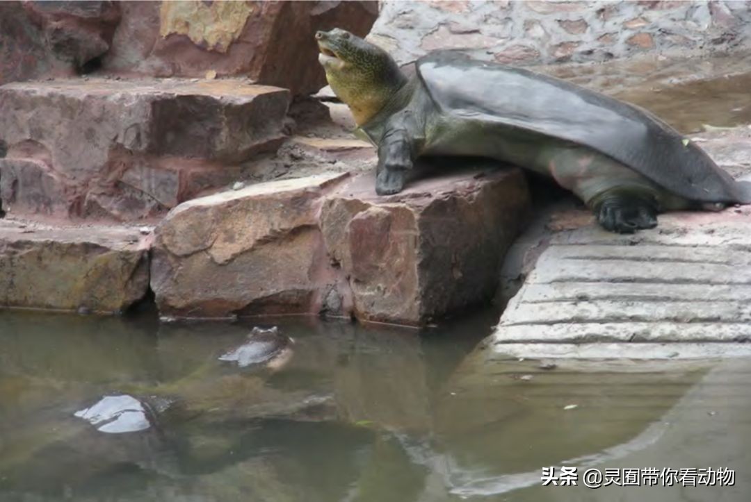 斑鳖即将灭绝人工克隆,全球仅剩3只斑鳖