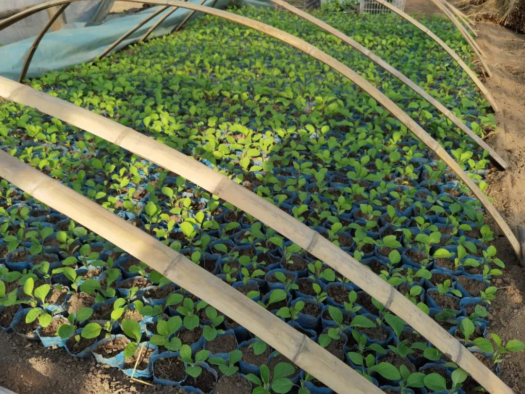 @长春人，这里有您一分田！快来认领！