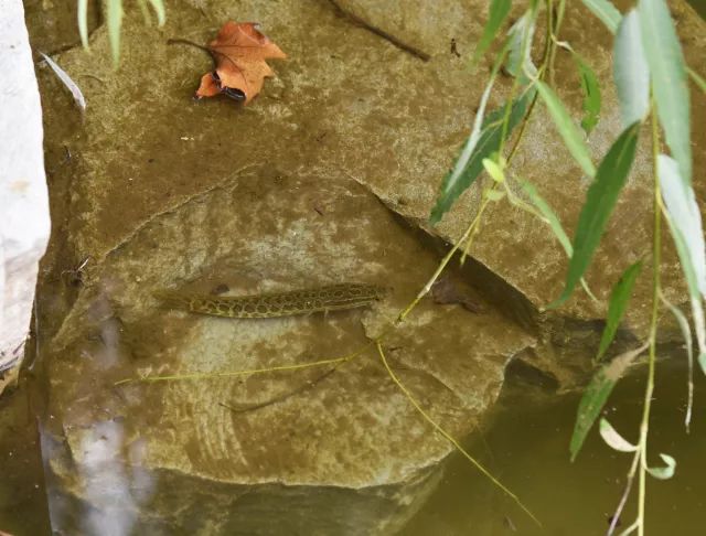 黑鱼基本都在哪,关于黑鱼的深度解析