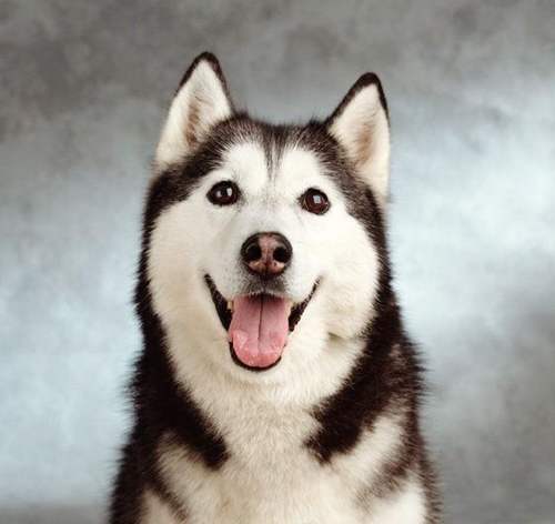 犬类体味排行,犬界中最优秀的五种牧羊犬