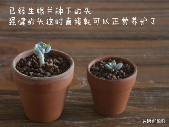 白牡丹叶插苗有多好养,白牡丹徒长修剪