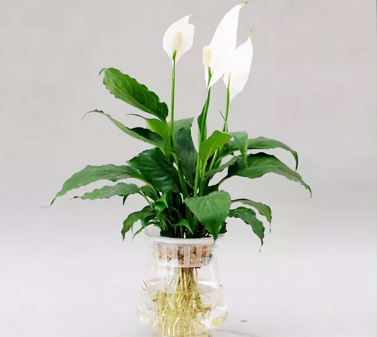 好养的花适合一年四季养室内水培,卧室养花怎么养好看又好养