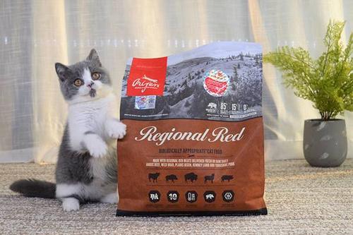 第一次养猫喂猫粮,养猫医生推荐猫粮