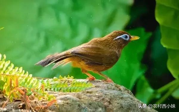 画眉鸟不肯乖乖“洗澡”怎么办？这3大因素，鸟友先要知晓