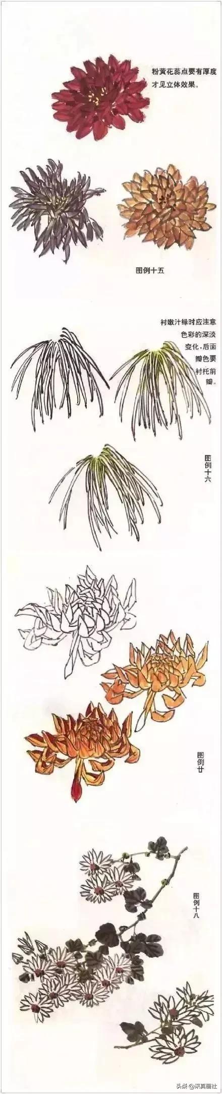 国画菊花技法绘画教程,国画菊花的基本画法