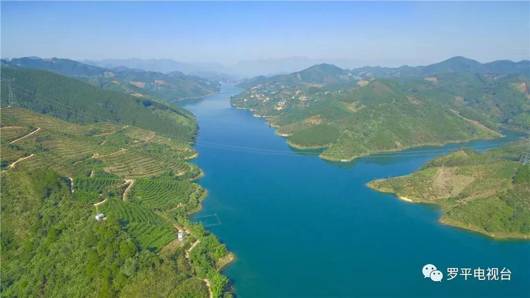 好消息！罗平鲁布革千亩柠檬丰收登上中央电视台！