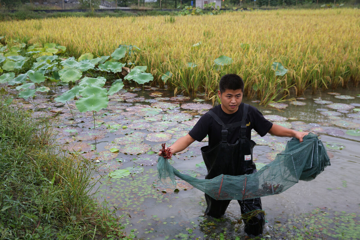 线下小龙虾免费模式案例,小龙虾众筹经营模式