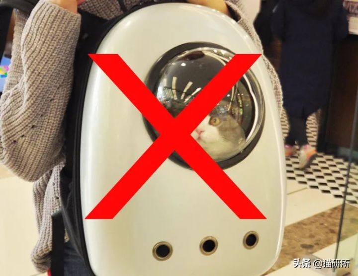 猫咪夏季好物推荐平价,猫咪防抓好物推荐