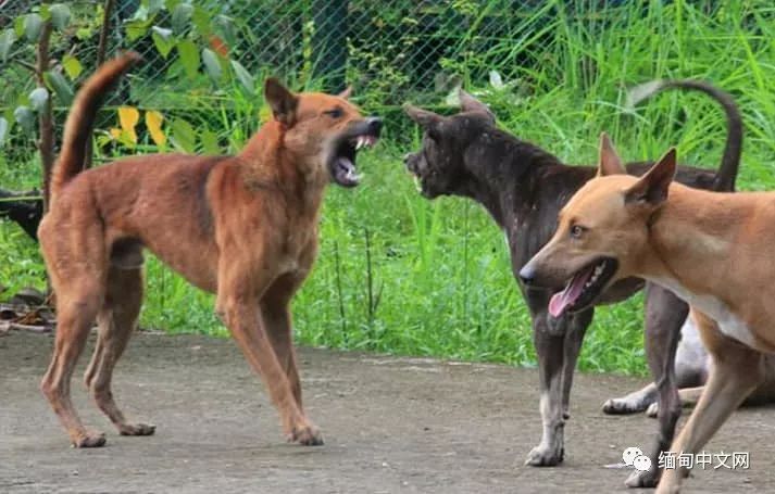 一晚毒杀19条狗狗,毒杀大批狗狗事件