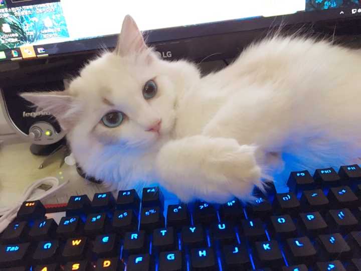 养了布偶猫后悔了,养布偶猫的坑