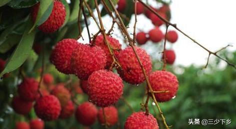 真正的中国荔枝之乡是哪里,中国三大荔枝之乡是哪里