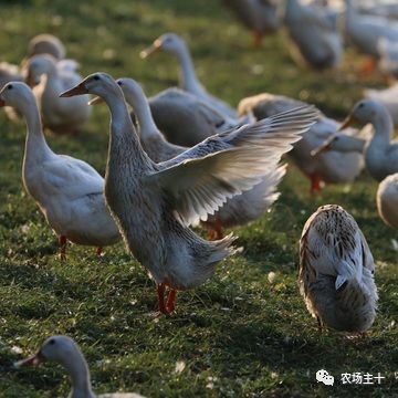 管理农场,或许你还少点火候