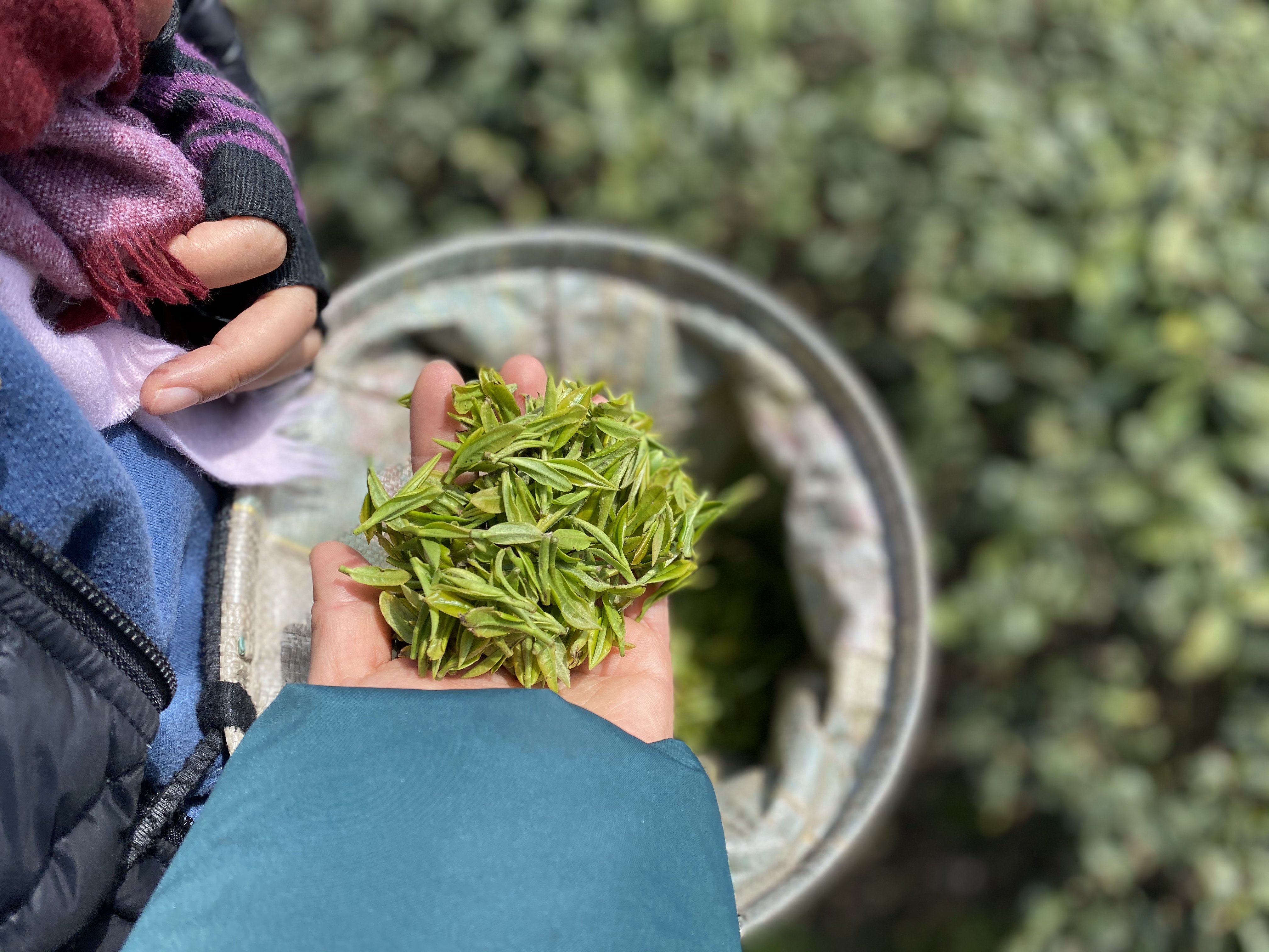 龙井适合哪个季节喝最好,哪个季节的龙井最好喝