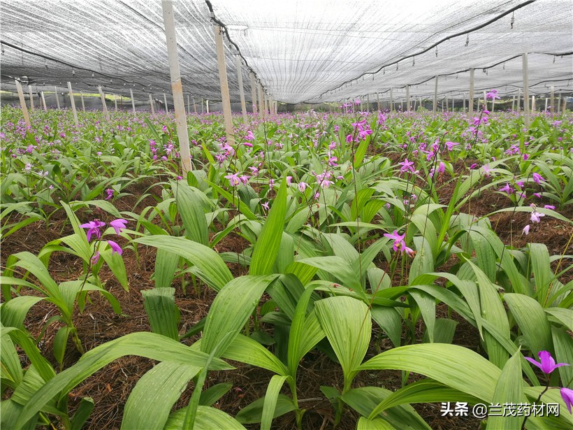 目前比较有潜力的中药材种植,中药材种植选择哪种比较好