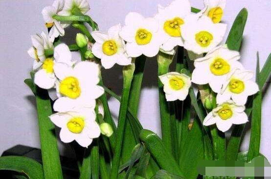 水培水仙花的养殖方法和技巧图解,水培水仙花的养殖方法