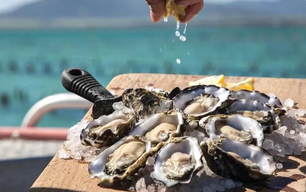 从北纬20°到43°,跟着生蚝走遍祖国海岸线