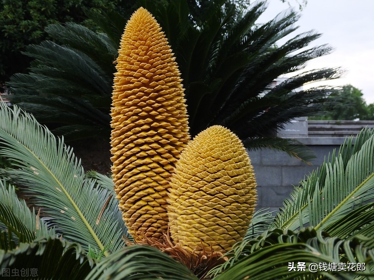 铁树叶子发黄什么原因呢,铁树叶子发黄的原因以及解决方法