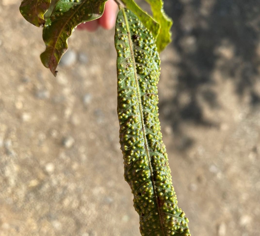 龙眼叶斑点,龙眼叶出现斑点如何处理